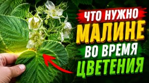 ЧТО НУЖНО МАЛИНЕ ВО ВРЕМЯ ЦВЕТЕНИЯ? Как можно увеличить урожай малины.
