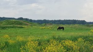 Свердловская область, Белоярский, район Баженово. Жизнь за городом. Речка, лес, лето, лошади, собака