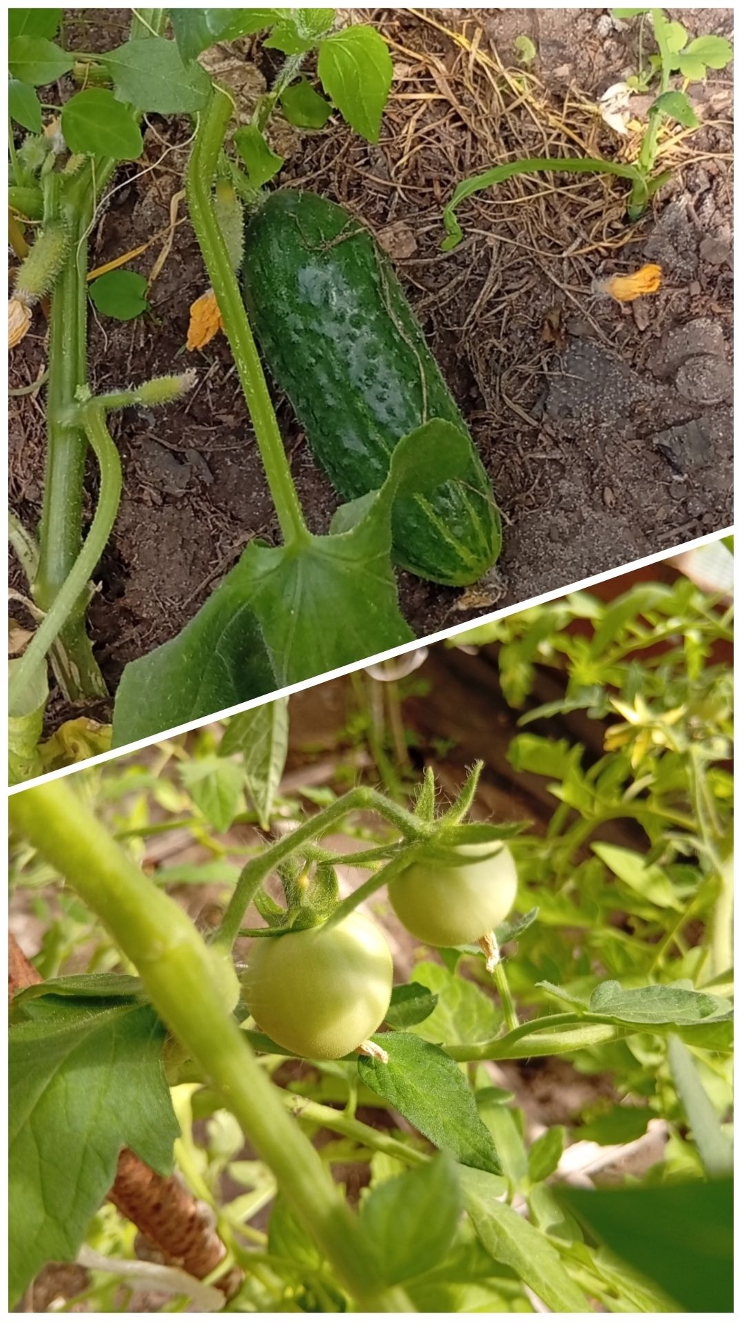 СОБИРАЕМ УРОЖАЙ ОГУРЦОВ И ПОМИДОРОВ В ТЕПЛИЦЕ/  ДАЧА 2026  #дача #огород #garden #shorts