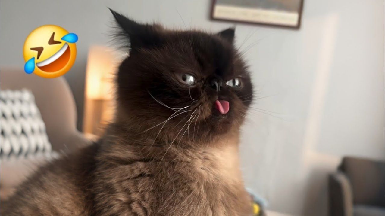 Попробуй не рассмеяться😜Самые смешные собаки и кошки 2026😼🐶