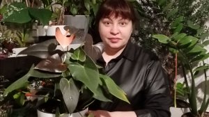 Цветущие домашние цветы! Эухарис или Амазонская лилия, Хлорофитум!