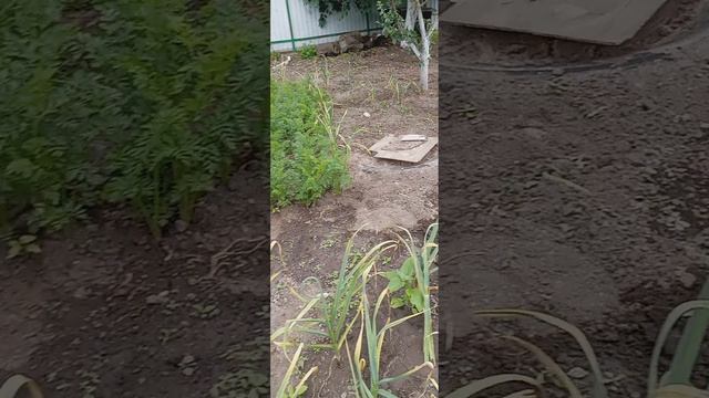 1000105453.mp4крот не дает покоя и отдыха