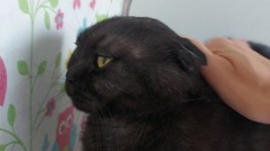 Котиков вам в ленту. Реакция Маси на Сейку.