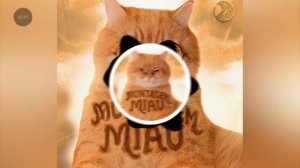 мяу мяу