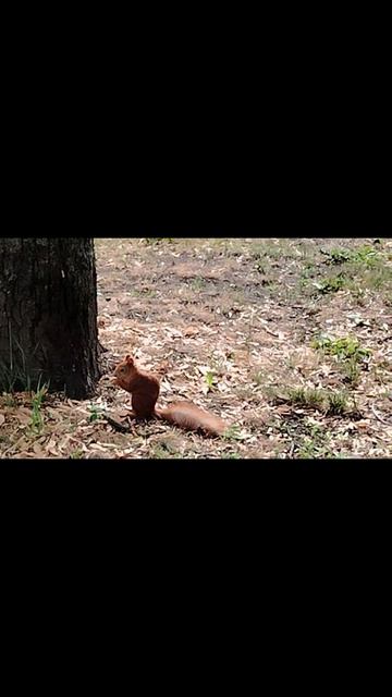 Природа 🍄🟫- лучший лекарь 🐿️ смотреть онлайн