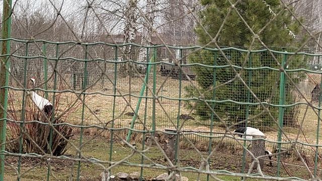 Журавль что-то нашёл в земле
