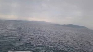 Сима на универсальный воблер 80 мм, 15 г, № 338 — отчёт Сергея Митягина с залива Восток! 🔥