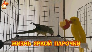 Жёлтый и Зелёный   сериал о жизни двух кольчатых ожереловых попугаев 🦜🦜 (10)