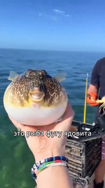 Животные приколы и не только🙂