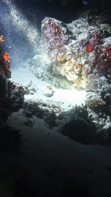 Тунец и Мурена