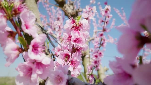 Успокаивающая музыка лечит болезни сердца и полезна для сосудов 🌸 Музыка полезная для души #7