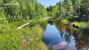 Поход в лес. Иду по следам медведя. Поляна морошки. Купил нужные вещи. 07.06.26