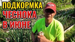Попробуйте хоть раз так подкормить ЧЕСНОК в июне и соберете богатый урожай крупного чеснока 🧄