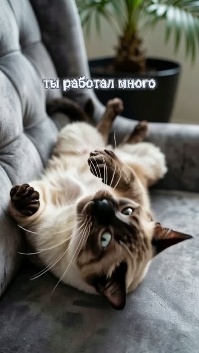 Оооо! Насыпь-ка мне корм, детка! Oooh! Give me some food, baby! #рек #cat #humorviral