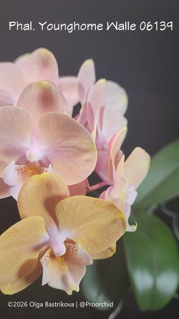 Phal. Yonghome Walle V