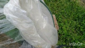 ОГУРЦЫ ДО ДОЖДЯ ПРОПОЛОЛА,ПОДВЯЗАЛА:ОГУРЦЫ ПОСЛЕ ДОЖДЯ🥒🥒🥒🥒🥒🥒🥒