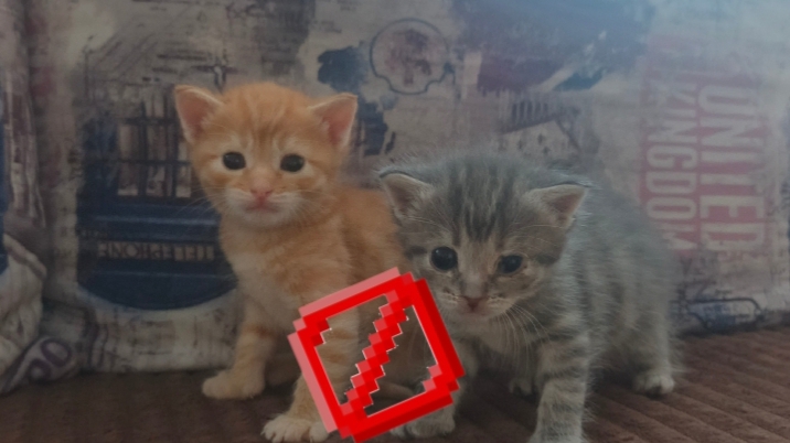 😺 КЛИП КОТЯТ - между нами барьер (snippet)