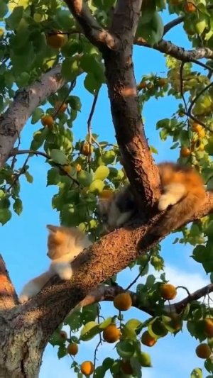 Клип @meowtaverse
