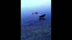 Хитрая плавает The Cunning one swims