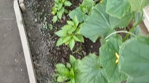 Влог Высадила все остатки  Заказы с Валберис  Продукты