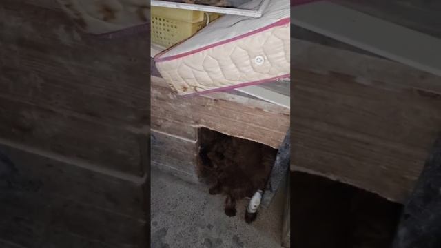 Доктор приехала к Шоколадке
