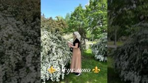 ⚜️_жуклано_⚜️ цыганская песня 🎶  рублик златой