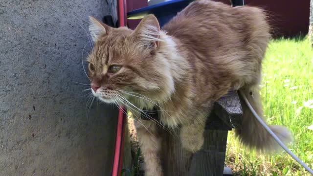 Пес Ричик, коты Масик  и Альфушка, утро в деревне ❤️