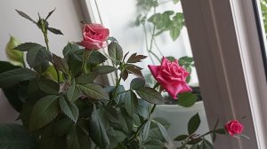 Мои розы на лоджии, 13 июня 2026 г.