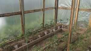 У томатов открытого грунта,неожиданно появился уютный домик.