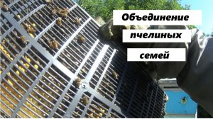 Объединение семьи с ловушкой.