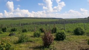 Горшок мокрицы. Алтайский гигант. Платина или деревенская утопия 😱