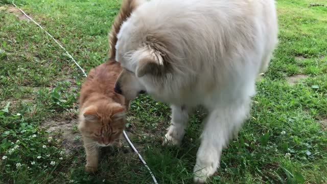 Пес Ричик и 😺😺❤️❤️❤️