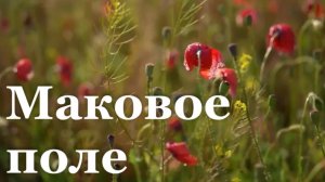 Маковое поле под Луганском стало центром скандала в соцсетях/ События недели