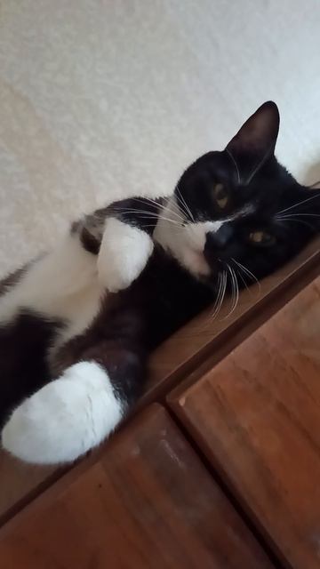 Кот