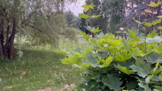 Игорь Панарин: Орден Пчелы в работе смотреть онлайн