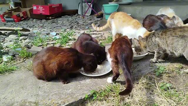 Новости нашего котодвора🐱🐱🐱🥣👨🍳 смотреть онлайн