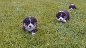 20260612 щенки Блэки 1 месяц