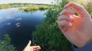 Ловля карася нахлыстом