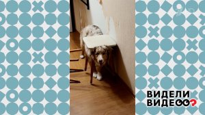 Овчарка с табуреткой. Видели видео? Фрагмент выпуска от 14.06.2026