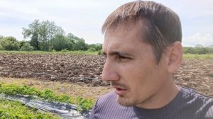 Выращивание земляники садовой (клубники) на участке агронома клубничника
