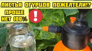 Быстро спас огурцы от пожелтения! Проще этого нет!