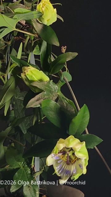 Passiflora