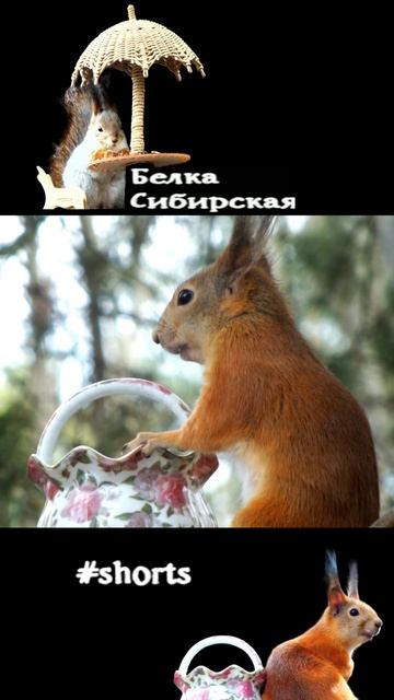 Белка почуяла кедровую шишку