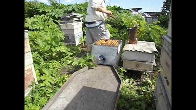июнь на пасеке, отроилась семья пчел, что делать дальше ( видео из архива ) смотреть онлайн