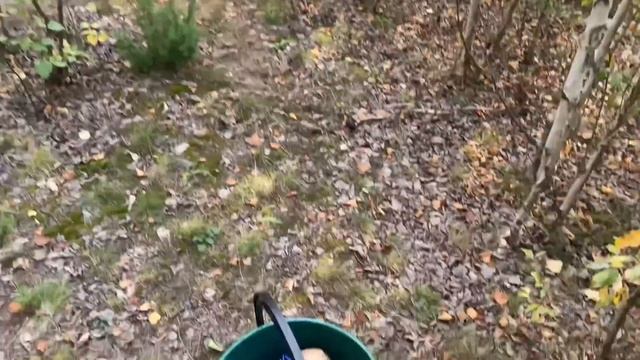 Грибы после лесных пожаров в Якутии смотреть онлайн