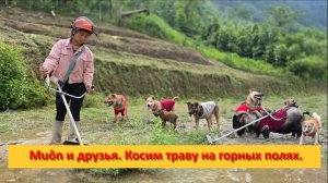 Muôn и друзья из Вьетнама. Косим траву на горных полях.