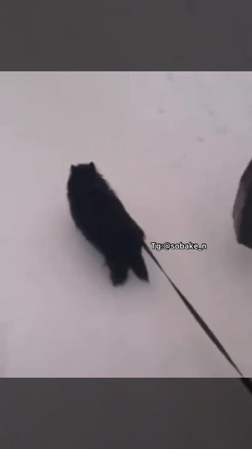 пёсик - настоящий друг, жалко что хозяин, похоже, выпивоха.mp4
