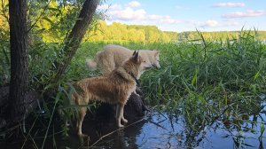 Последняя партия