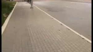 Аномальное нашествие кузнечиков в Астрахани