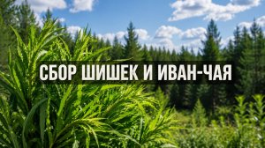 Сбор сосновых шишек / Выпуск 87